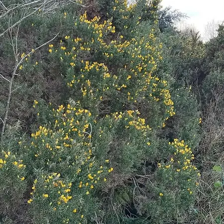 Glenedagh Oughter Отель типа 