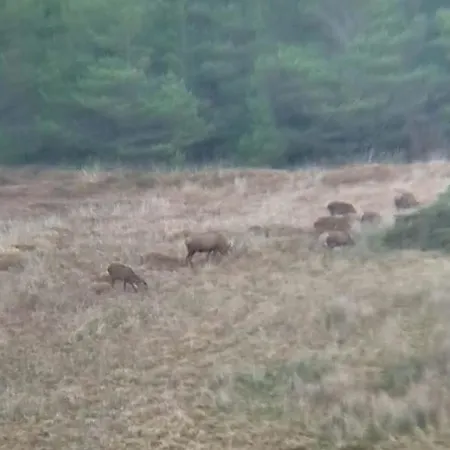 Glenedagh Oughter 3* Балликасл