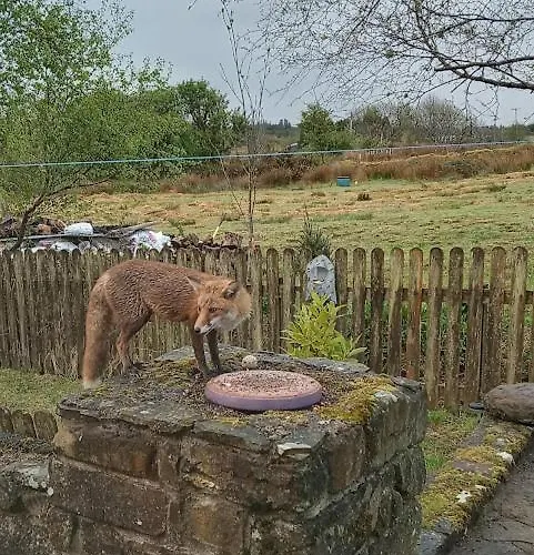 Glenedagh Oughter 3* Ballycastle (Mayo)