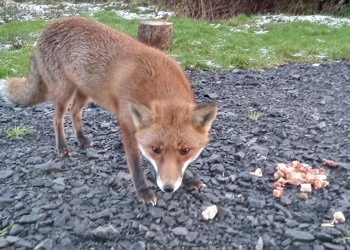 Bed & Breakfast Glenedagh Oughter Ballycastle (Mayo)