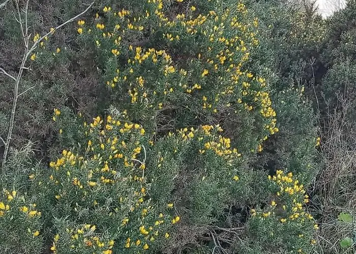 Glenedagh Oughter Bed & Breakfast Ballycastle (Mayo)