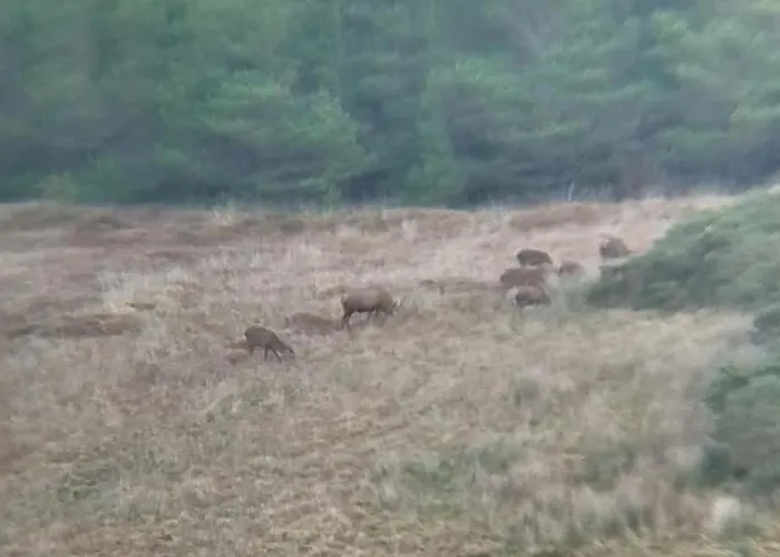 Glenedagh Oughter 3* Ballycastle (Mayo)